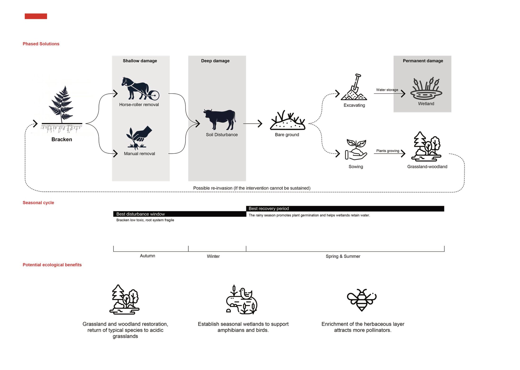 Comprehensive solution for bracken control