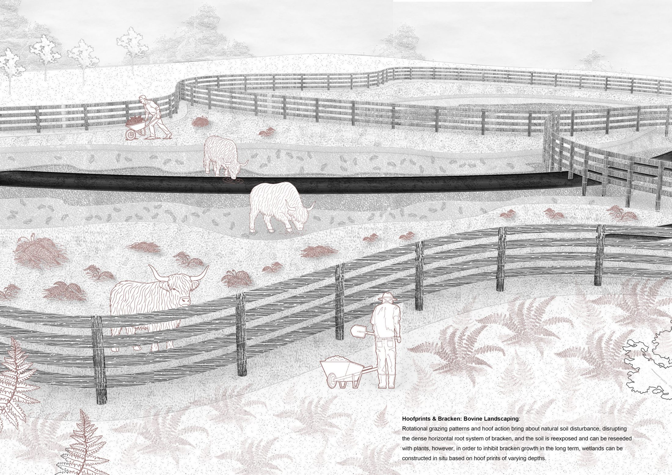 Experimental highland cattle captive introductions based on rewilding