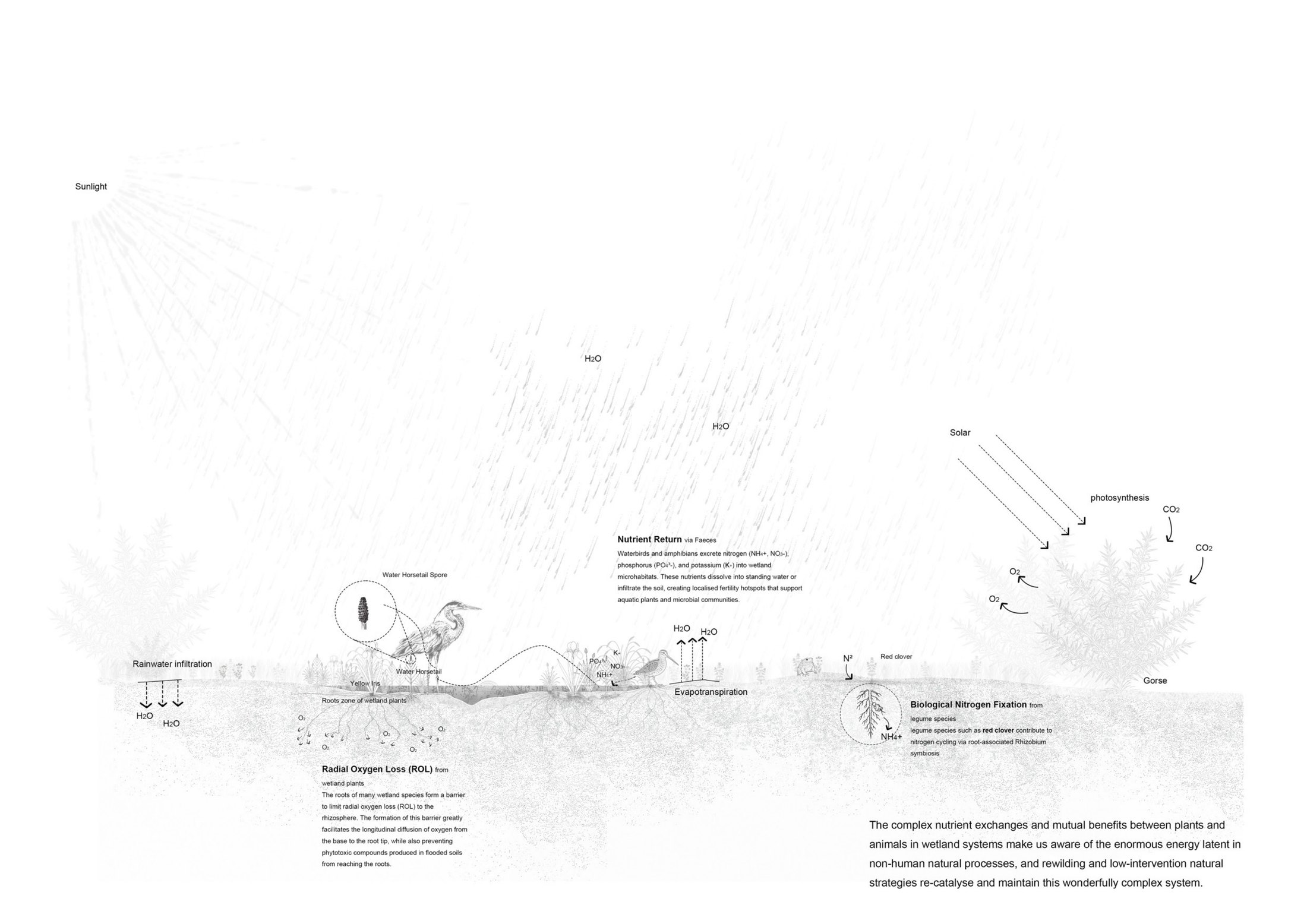 Complex adaptive systems in wetland