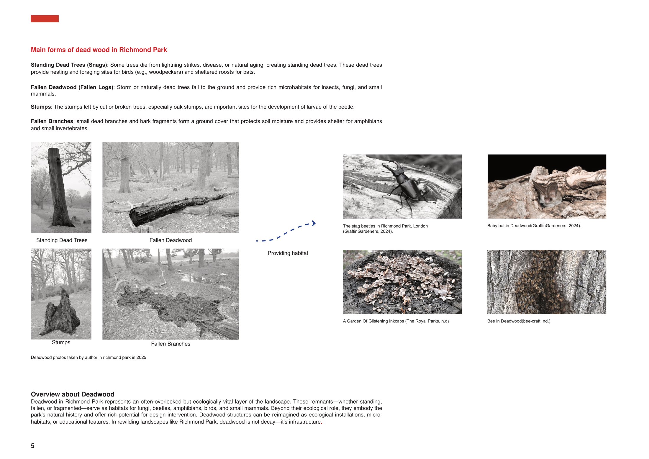 Key feature 3 - Deadwood