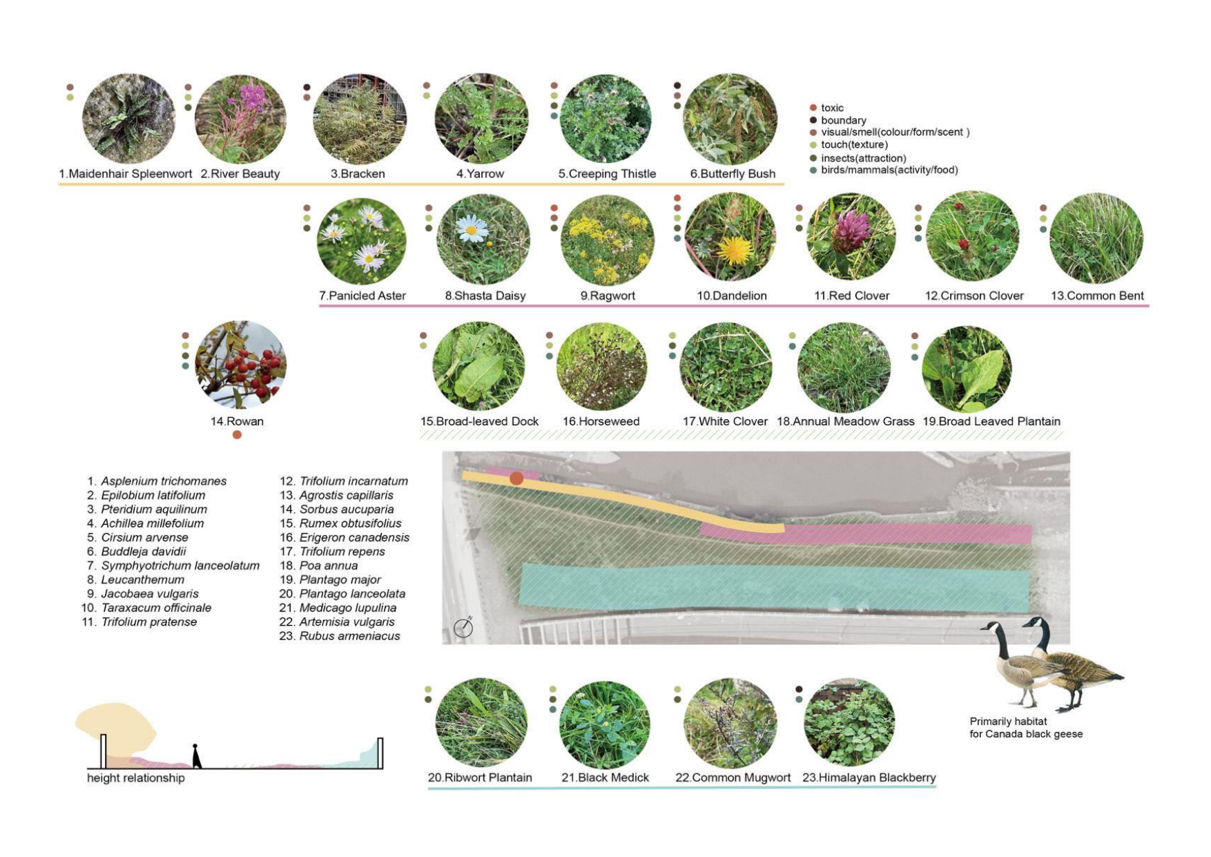 Objective Analysis — Vegetation and habitat