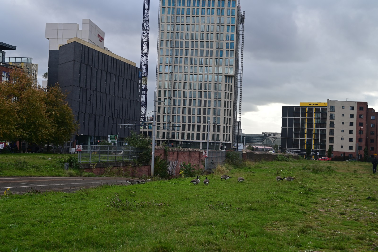 Geese grazing on the site