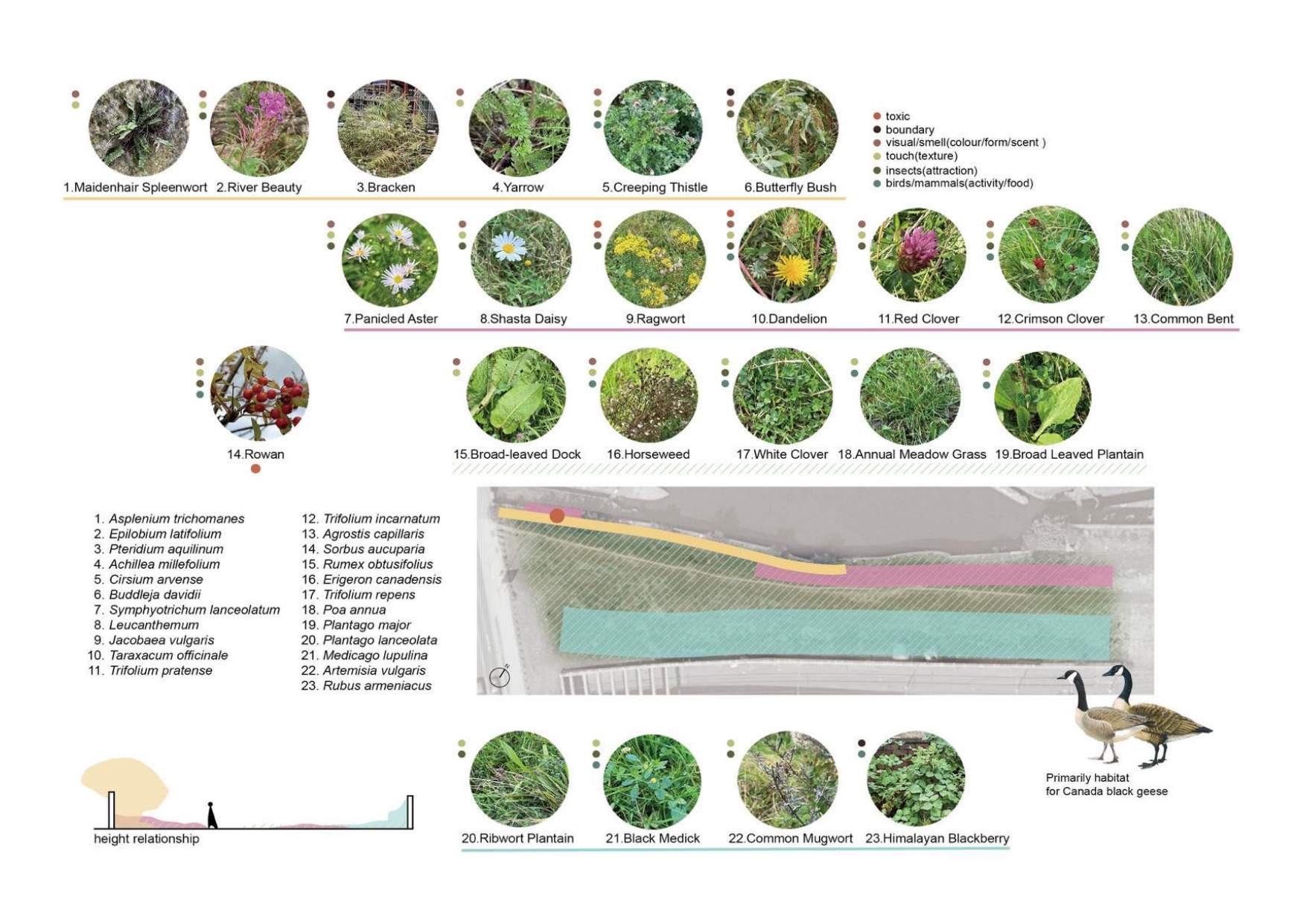 Objective Analysis — Vegetation and habitat