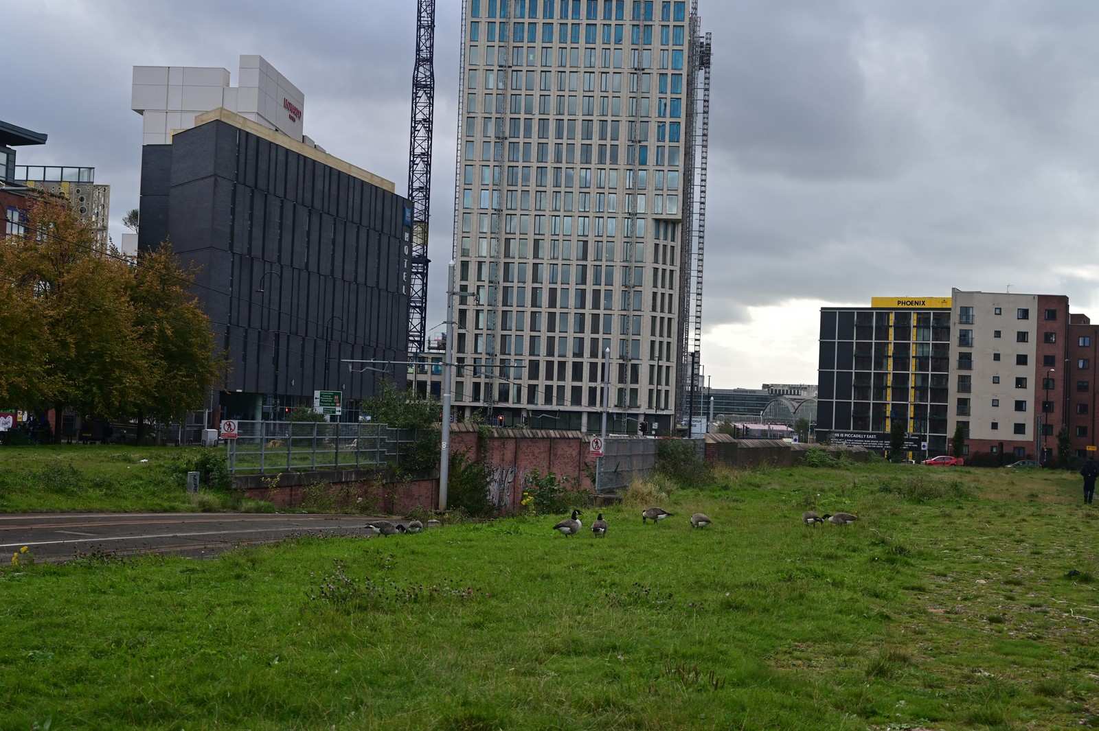 Geese grazing on the site