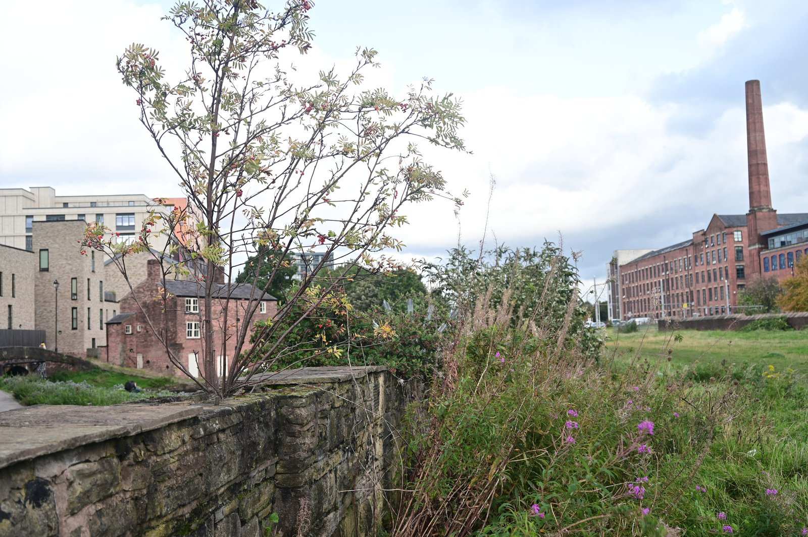 Self-seeded rowan on the old wall