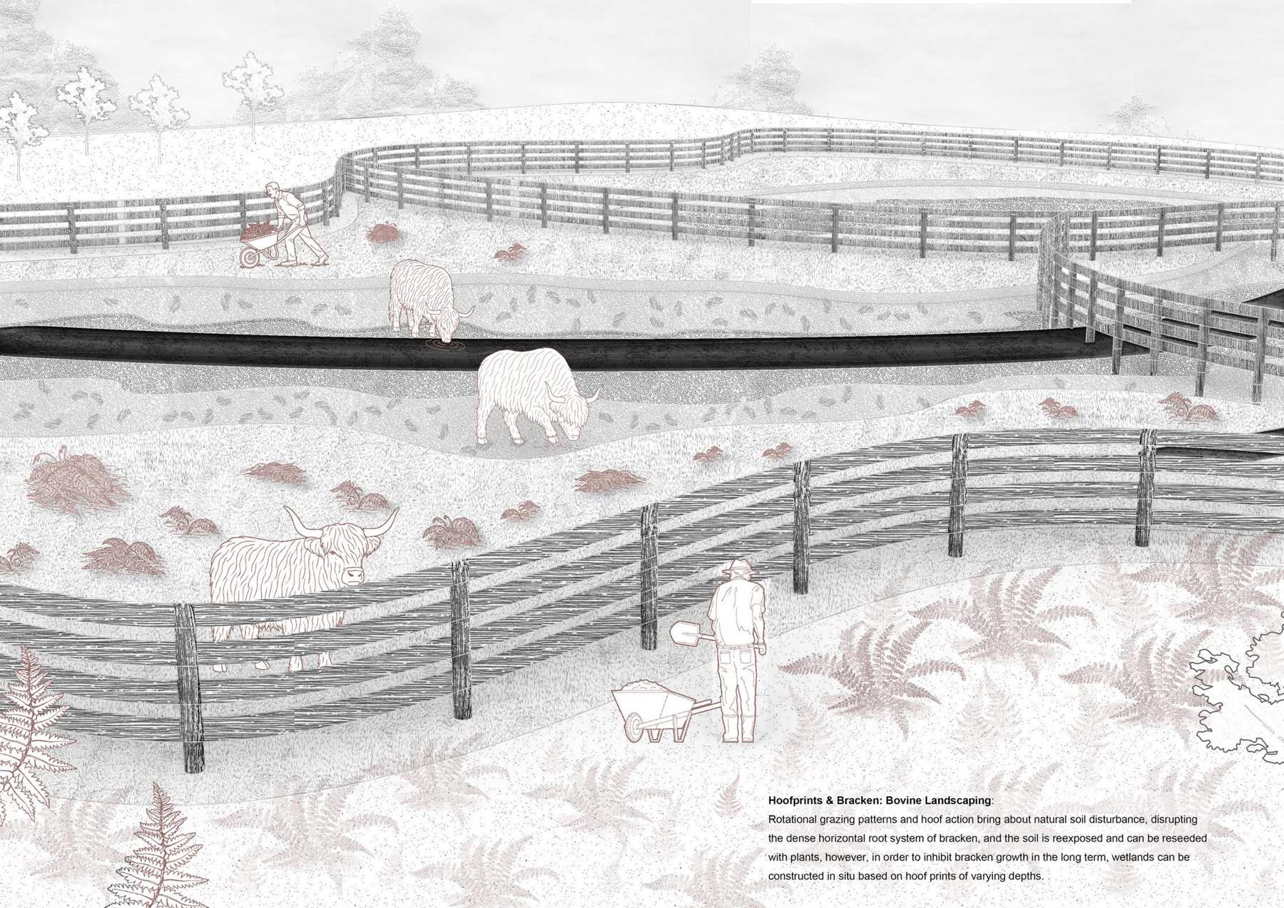 Experimental highland cattle captive introductions based on rewilding