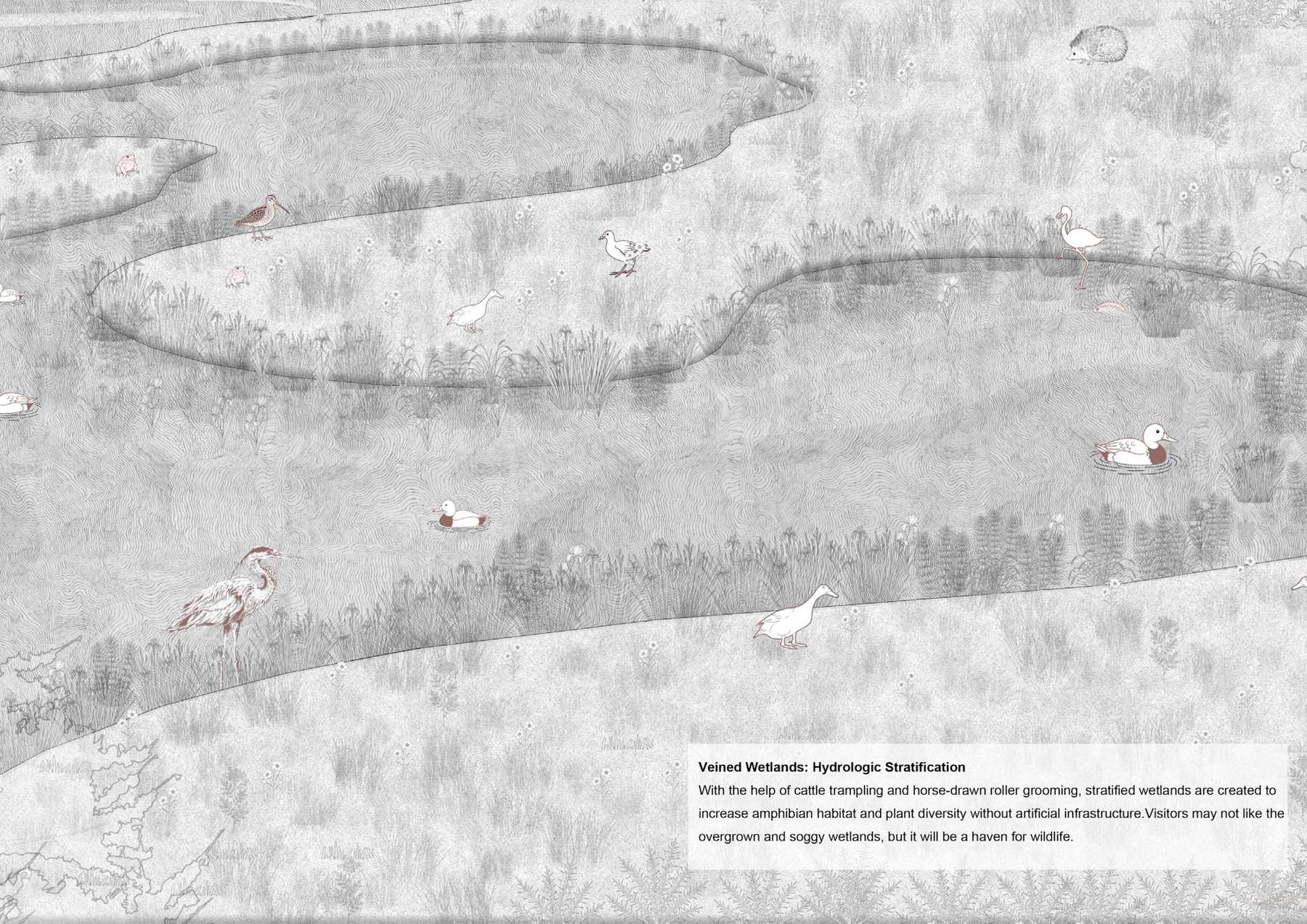 A new future for parkland once covered by bracken