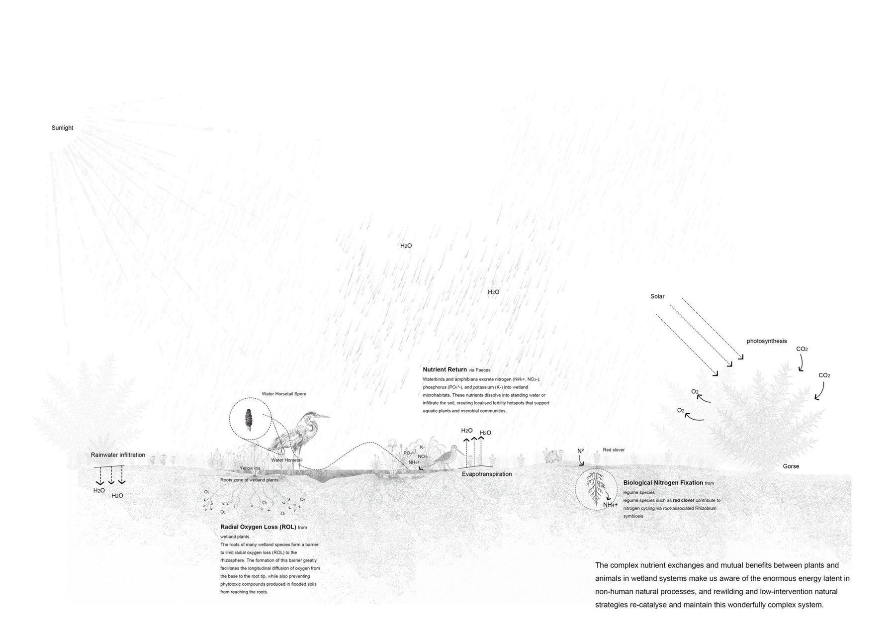 Complex adaptive systems in wetland