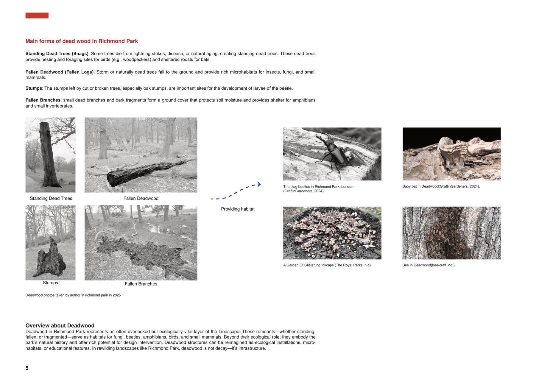 Key feature 3 - Deadwood